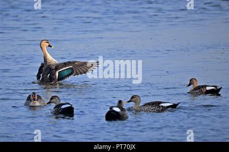 Gregge di Spot indiano fatturati Duck Foto Stock