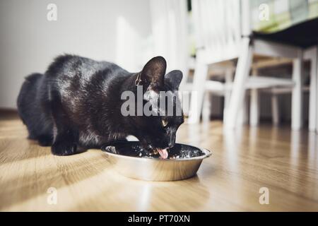 Vista ravvicinata di gatto nero mentre mangia il cibo dalla ciotola a casa. Foto Stock