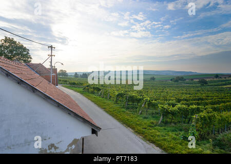 Wildendürnbach: Kellergasse (cantina lane) con Presshaus Presshäuser (premere casa) a hill Galgenberg, vigneto, il vino nel Weinviertel, Niederösterreich Foto Stock