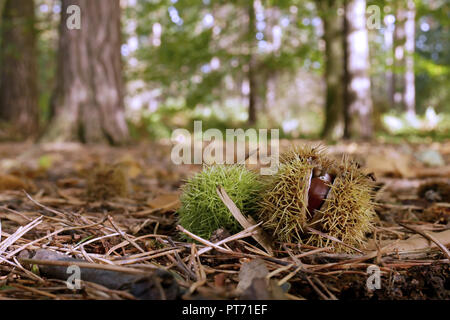 Sweet Chestnut semi sul terreno nel bosco è sceso da alberi durante l'autunno / autunno Foto Stock
