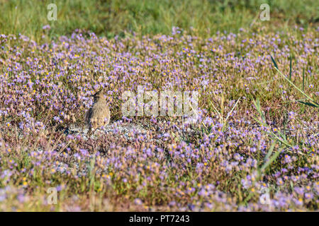 Illmitz: Crested lark, Haubenlerche (Galerida cristata), il prato fiorito sul mare con aster, seashore aster, Strand-Aster (Tripolium pannonicum, Aster tr Foto Stock