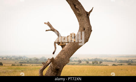 Cheetah seduto su un albero di guardare fuori per la preda Foto Stock