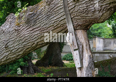 Berlino, Germania, Settembre 10, 2018: Close-Up di supporto in legno per deboli e forti ramo di un vecchio albero Foto Stock