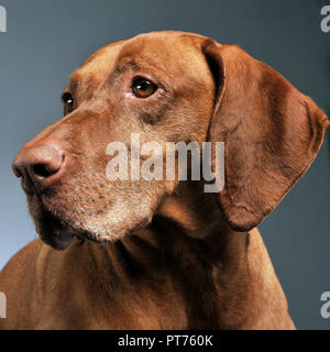 Bella vizsla ungherese in posa foto studio Foto Stock