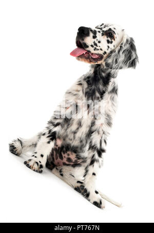 Grazioso cucciolo setter inglese in un bianco dello sfondo della foto Foto Stock