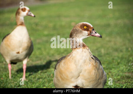 Un primo piano di una coppia di oche egiziane (Alopochen aegyptiaca) Foto Stock