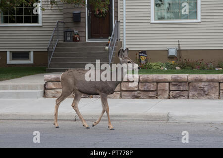 Mule Deer pascolare sui prati residenziali in Rawlins, Wyoming Foto Stock