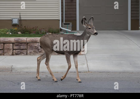 Mule Deer pascolare sui prati residenziali in Rawlins, Wyoming Foto Stock