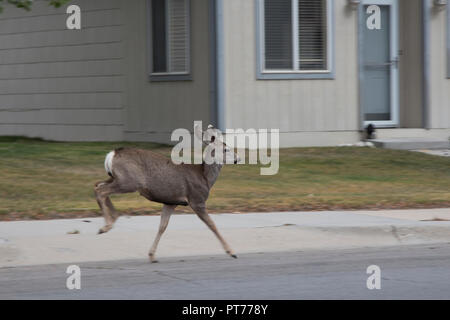 Mule Deer pascolare sui prati residenziali in Rawlins, Wyoming Foto Stock