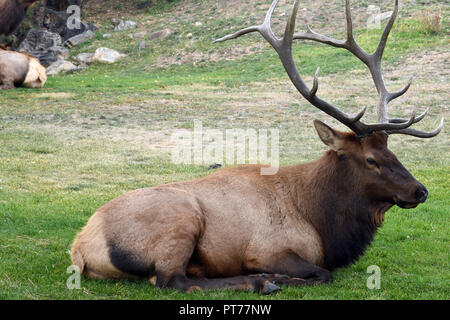 Bull Elk prendendo una pausa Foto Stock