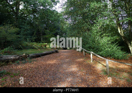 Keston stagni, Regno Unito, 7 ottobre 2018,soleggiata giornata autunnale in Keston stagni. Le famiglie potranno usufruire di una passeggiata intorno gli stagni anche un uomo era la pesca in uno degli stagni. Questa acqua naturale è alimentato da una molla ripetutamente contiene Carp a oltre 30lb. Credito: Keith Larby/Alamy Live News Foto Stock