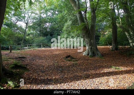 Keston stagni, Regno Unito, 7 ottobre 2018,soleggiata giornata autunnale in Keston stagni. Le famiglie potranno usufruire di una passeggiata intorno gli stagni anche un uomo era la pesca in uno degli stagni. Questa acqua naturale è alimentato da una molla ripetutamente contiene Carp a oltre 30lb. Credito: Keith Larby/Alamy Live News Foto Stock