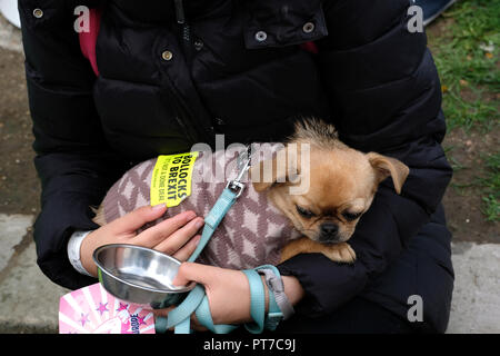 Londra, Regno Unito. 7 Ott 2018. Anti - Brexit marzo con cani fatturati come il più grande "pawlitical' marzo mai visto con migliaia di cani attraverso il centro di Londra al Parlamento - per inviare Brexit per la cuccia! Credito: Rachel Megawhat/Alamy Live News Foto Stock