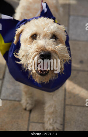 Londra, Regno Unito. 7 Ott 2018. Un cane prendendo parte al #wooferendum anti-Brexit cani marzo nel centro di Londra. Credito: Kevin Frost/Alamy Live News Foto Stock