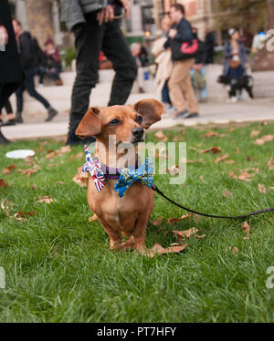 Londra, Regno Unito. 7 Ott 2018. "Wooferendum" cane marzo. I proprietari di cani e i loro animali domestici, marzo attraverso la città per chiedere un voto popolare su Brexit, passeggiate da Waterloo Place a Piazza del Parlamento. Credito: Natasha Balletta/Alamy Live News Foto Stock