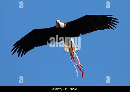 Lisbona, Portogallo Portogallo. Il 7 ottobre, 2018. Aquila di SL Benfica visto in azione durante il campionato NN. 2018/19 partita di calcio tra SL Benfica vs FC Porto. Credito: David Martins SOPA/images/ZUMA filo/Alamy Live News Foto Stock