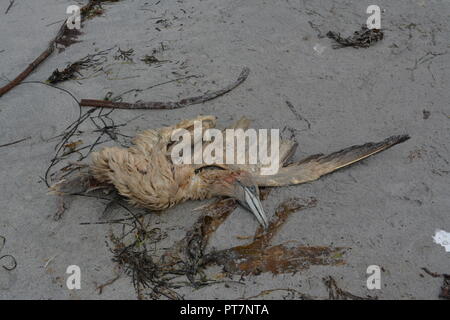 Mar Morto uccello che giace sulla spiaggia di sabbia tra le alghe sull isola di Lewis Ebridi Esterne Western Scotland Regno Unito Regno Unito Foto Stock