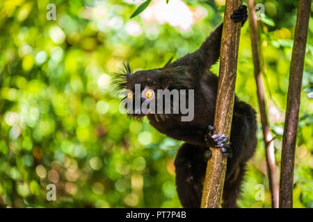 Un ritratto del lemure nero, una scimmia divertente che vivono in Madagascar nel suo habitat naturale. Foto Stock