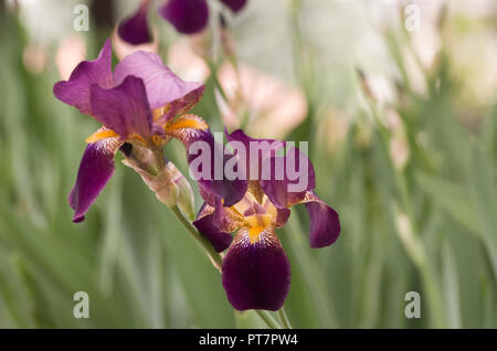 Iris germanica - primavera giardini in fiore Foto Stock