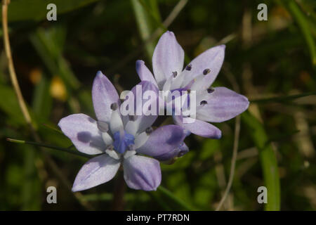 La molla Squill, Scilla verna, Wales, Regno Unito Foto Stock