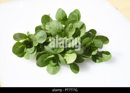 Feldsalat, Valerianella locusta, Foto Stock