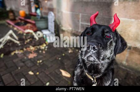 Il Labrador indossando le corna per Halloween Foto Stock