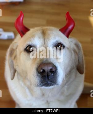 Il Labrador indossando le corna per Halloween Foto Stock