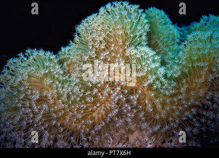 Questa morbida pelle coral (Sarcophyton elegans: diametro 30 cm.) è trovato comunemente sulle barriere coralline nell'Indo-Pacifico regione. Attaccato al substrato per mezzo di un corto peduncolo spessa, la sua "il Fungo-shaped ' top - chiamato capitulum - si estende nella colonna d'acqua in una serie di pieghe. Quando a riposo i polipi sono retratti, dando la colonia un aspetto liscio. La coriacea base contiene tossine, che scoraggia i potenziali predatori da mangiare. In una corrente, la colonia di molti otto-tentacled polipi sono completamente esteso (come in questo esempio) per raggiungere passando lo zooplancton. Hurghada, Mar Rosso egiziano. Foto Stock