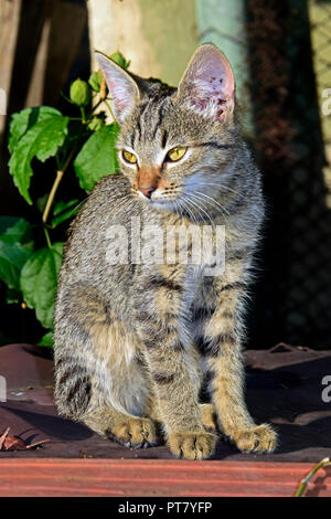 Vista ravvicinata su una striata, grigio tabby gattino seduto in posizione eretta nella luminosa e calda luce del sole su un piano portapaziente marrone, fissare lateralmente Foto Stock