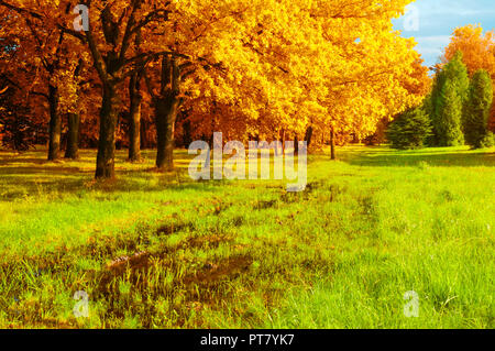 Paesaggio autunnale. Golden Park alberi e allagato prato in autunno park in tempo soleggiato. Colori d'autunno scena naturale Foto Stock