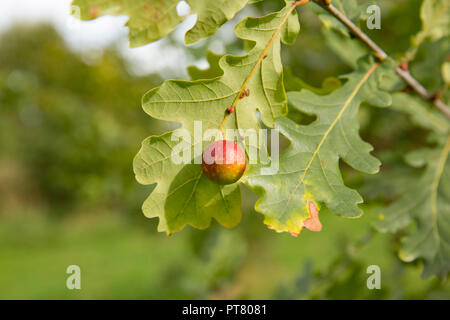 Una ciliegia gall, causato dal fiele wasp Cynips quercusfolii, crescente sulla foglia di una quercia comune, Quercus robur. Nord Inghilterra Dorset Regno Unito GB. Foto Stock