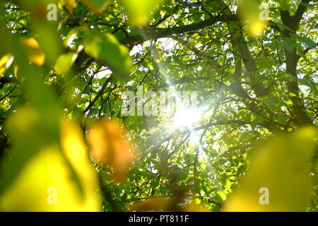 La natura al mattino. Il sole splende attraverso il noce e alberi e foglie. Foto Stock