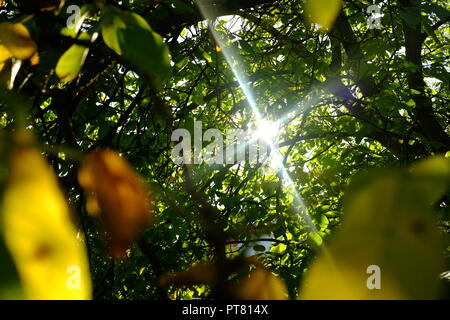 La natura al mattino. Il sole splende attraverso il noce e alberi e foglie. Foto Stock