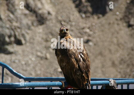 Caccia marrone eagle ad Almaty in montagna di medeo Eye Mask Foto Stock