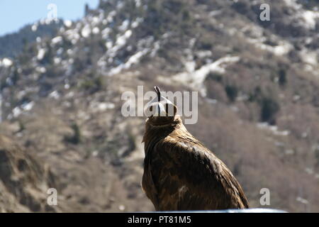 Caccia marrone eagle ad Almaty in montagna di medeo Eye Mask Foto Stock