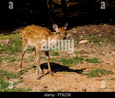 Giovane cervo in piedi vicino al bosco. Foto Stock