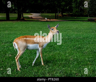 Gazelle in piedi in un campo di erba. Foto Stock