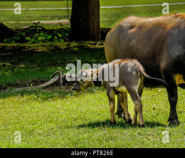 Due vitelli giocare mentre una mucca orologi. Foto Stock