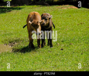 Due vitelli giocare mentre una mucca orologi. Foto Stock