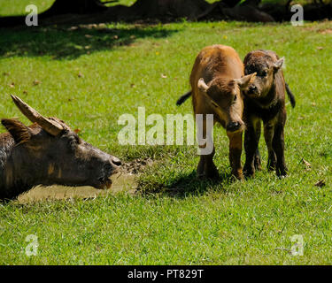 Due vitelli giocare mentre una mucca orologi. Foto Stock