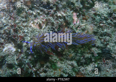 Blue Pteraeolidia ianthina, una branchia nudi, nudibranch, mare slug, Australia Foto Stock