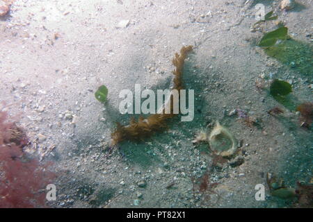 Brown versione colorata di Pteraeolidia ianthina, una branchia nudi, nudibranch, mare slug, Australia Foto Stock