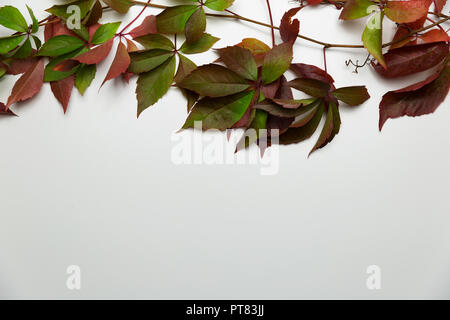 Modello senza giunture di foglie di autunno, giacente a terra. Foto Stock
