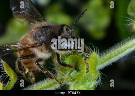 Vista macro di un Killer Bee (Apis mellifera scutellata) sullo stelo di una pianta Foto Stock