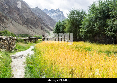 Campi di grano vicino Hushe village, Gilgit-Baltistan, Pakistan Foto Stock