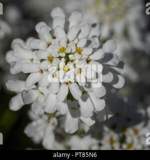 Evergreen Candytuft (Iberis sempervirens), fiori di primavera Foto Stock