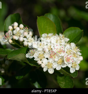Black chokeberry (Aronia melanocarpa), la fioritura del superfruit Foto Stock