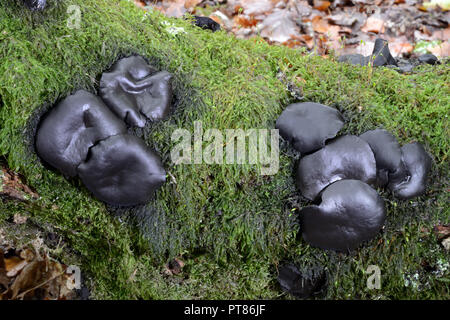 Il fungo Bulgaria inquinans (comunemente noto come nero bulgar) è un Ascomiceti nella famiglia Bulgariaceae. Cresce su dead querce e carpini. Foto Stock