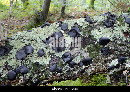 Il fungo Bulgaria inquinans (comunemente noto come nero bulgar) è un Ascomiceti nella famiglia Bulgariaceae. Cresce su dead querce e carpini. Foto Stock