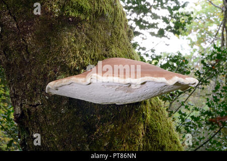 Fomitopsis betulina (staffa di betulla, o un rasoio strop) è una staffa comune fungo di betulla. Si tratta di un basidiomicete nella famiglia Fomitopsidacea. Foto Stock